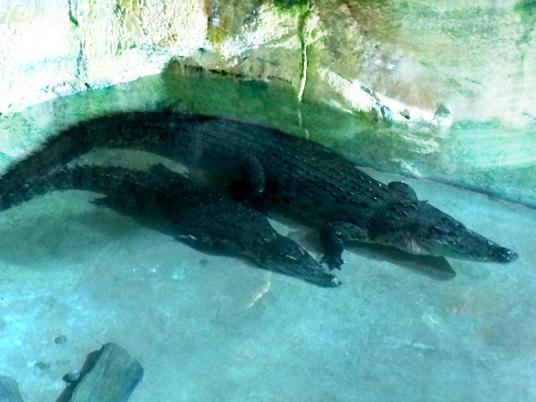 King Croc to define Underwater as must-visit destination