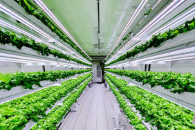 Smart Acres aims to improve food security in the UAE