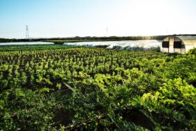 Carrefour partners with Emirates Bio Farm