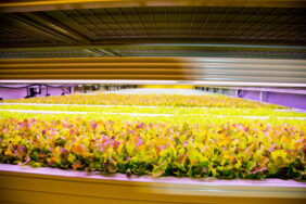 Kuwait’s NOX Management opens an indoor vertical farm